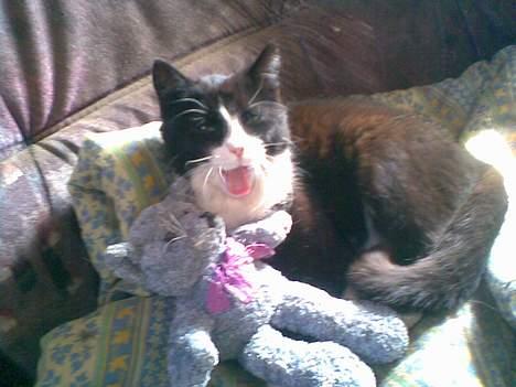 Huskat ¤Piv¤ - go morgen billede 2