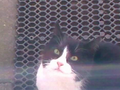 Huskat ¤Piv¤ - Må jeg ikk godt kom ind?? billede 3