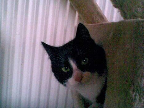 Huskat ¤Piv¤ - Hej billede 4