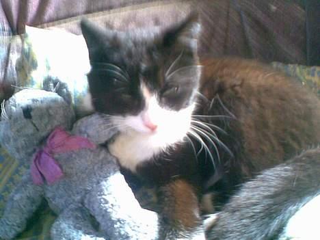 Huskat ¤Piv¤ - hehe billede 5