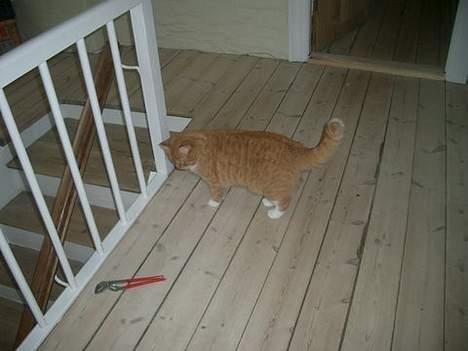 Huskat Mallie billede 6