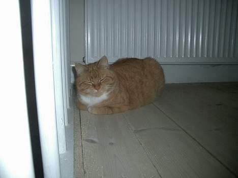 Huskat Mallie billede 7