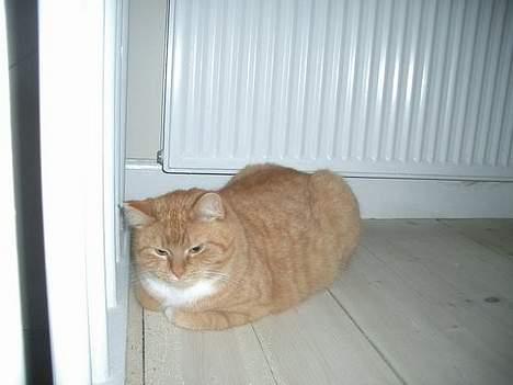 Huskat Mallie billede 8