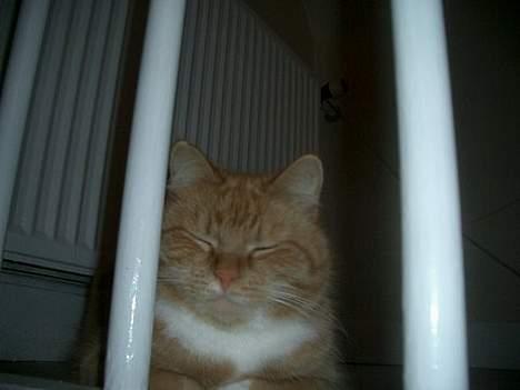 Huskat Mallie billede 9