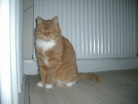 Huskat Mallie billede 10