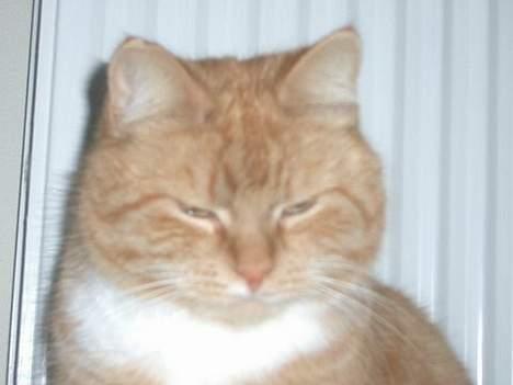 Huskat Mallie billede 11