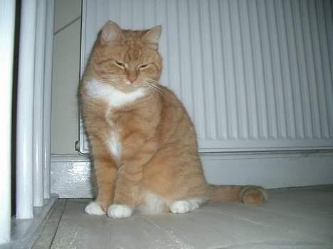 Huskat Mallie - Ihh, hvor er jeg køn. syntes du ikke? billede 12