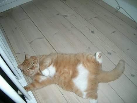 Huskat Mallie - SE MIG ;P billede 13