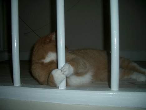 Huskat Mallie - Haah, jeg har dig :P billede 14