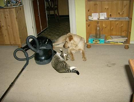 Huskat Hr. Bølle - Mine lege kammerater billede 2