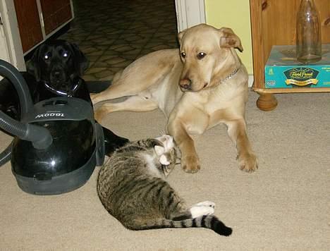 Huskat Hr. Bølle - Jeg driller lidt billede 4