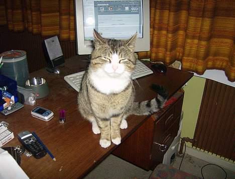 Huskat Hr. Bølle - Okay. må indrømme jeg kan godt lide computer billede 6