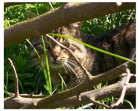 Huskat Mogens Benny billede 10