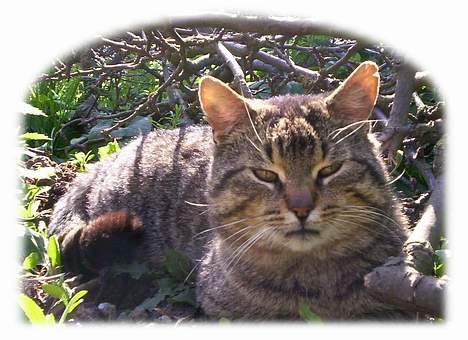 Huskat Mogens Benny billede 11