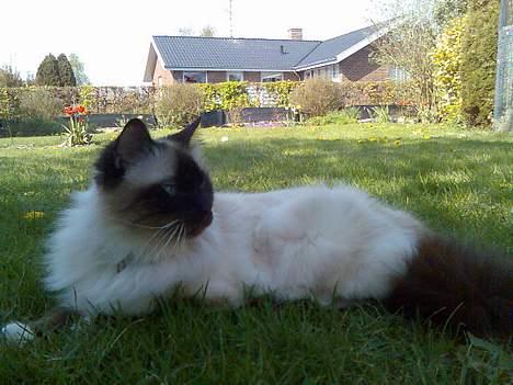 Hellig Birma Andy. R.I.P - ja jeg er kongen på den her vej, syntes jeg da selv ihvertfald billede 7