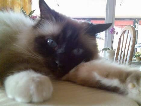 Hellig Birma Andy. R.I.P - nej nu gider jeg ikke at posere foran kamera mere idag, jeg vil hvile mig billede 8