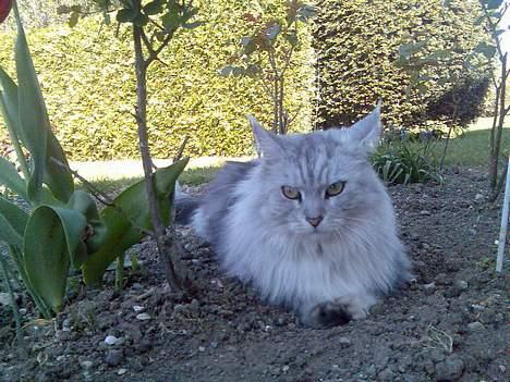 Maine Coon Twinkle  R.I.P - ligger lige og holder øje med det hele billede 10