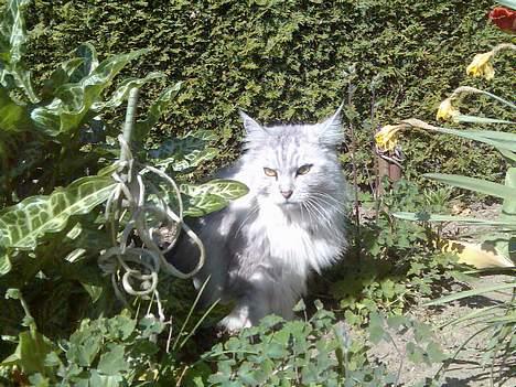 Maine Coon Twinkle  R.I.P - Her kan jeg holde øje med fuglene billede 11
