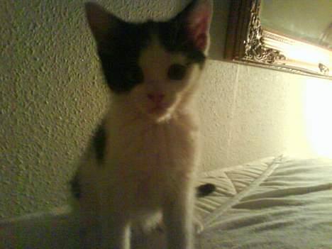 Blanding af racer Ziva billede 1