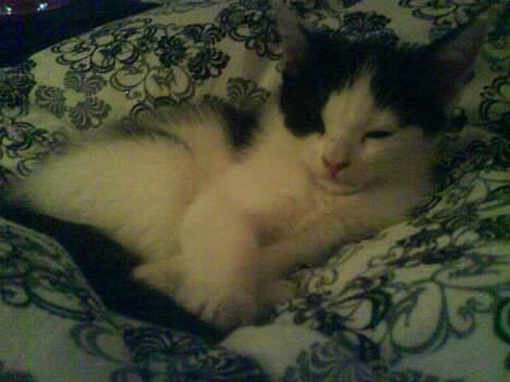 Blanding af racer Ziva billede 2