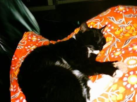 Huskat Louie billede 15