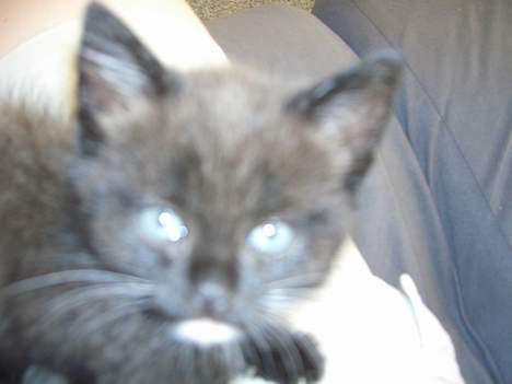 Blanding af racer Killingerne *Solgt* - juli 2005 billede 8