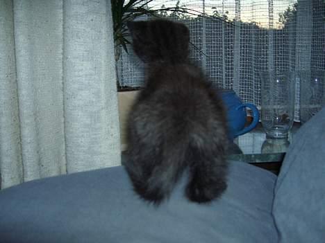 Blanding af racer Killingerne *Solgt* - juli 2005 billede 9