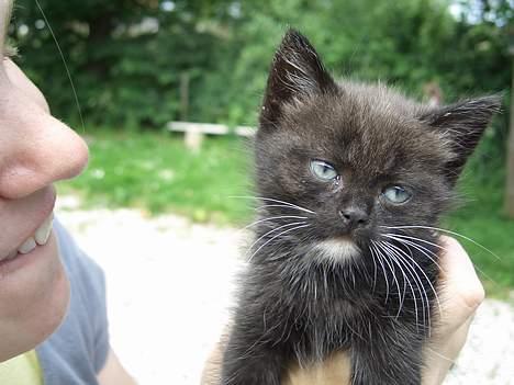 Blanding af racer Killingerne *Solgt* - juli 2005 billede 10