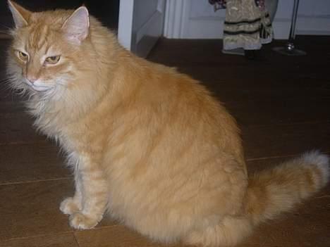 Norsk Skovkat FARAI DØD :/ <3 - Heej velkommen til min profil (:  billede 1