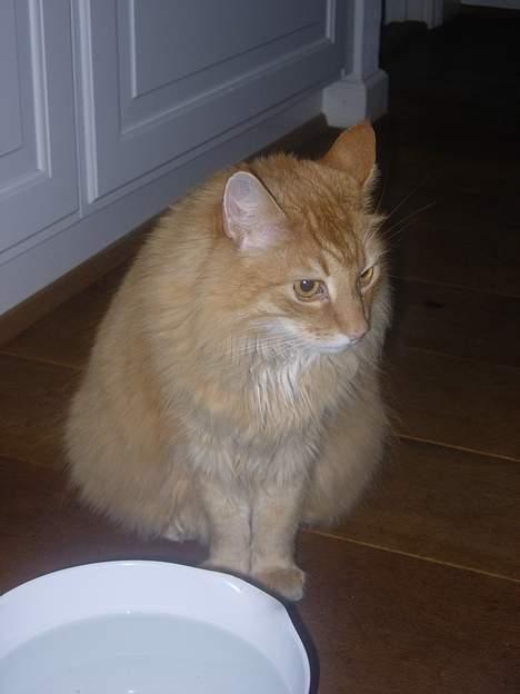 Norsk Skovkat FARAI DØD :/ <3 - kik væk (:  billede 2