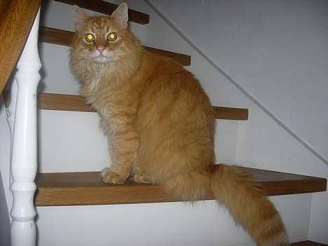 Norsk Skovkat FARAI DØD :/ <3 - trappen (:  billede 3