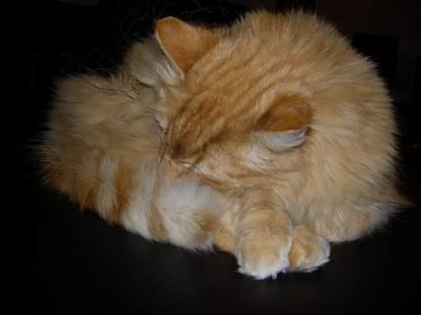 Norsk Skovkat FARAI DØD :/ <3 - snork (:  billede 4