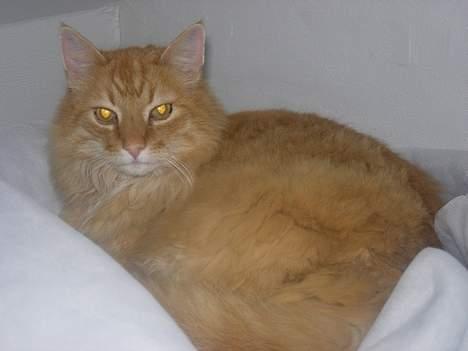 Norsk Skovkat FARAI DØD :/ <3 - FARAI (:  billede 5