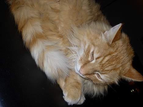 Norsk Skovkat FARAI DØD :/ <3 - hEJSÅ  billede 6