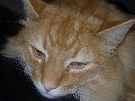 Norsk Skovkat FARAI DØD :/ <3 - hoved billede 7