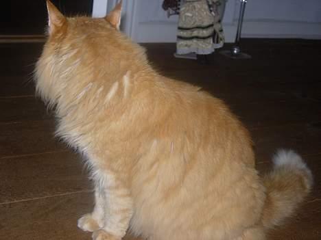 Norsk Skovkat FARAI DØD :/ <3 - farvel (:  billede 8