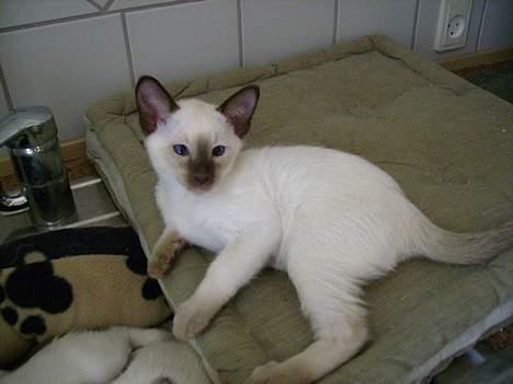 Siameser Gizmo - Gizmo - 13 uger billede 1