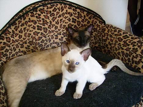 Siameser Gizmo - Gizmo med far.. 13 uger billede 2