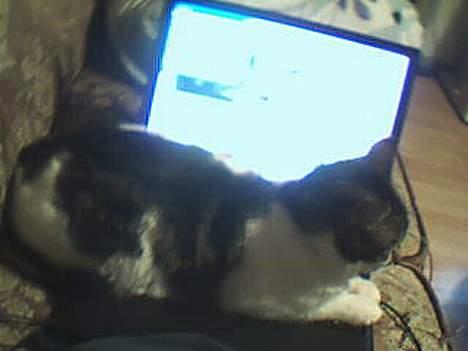 Huskat Freja - Hi hi skal nok lige sørge for mor ikke kan lave opgave billede 6