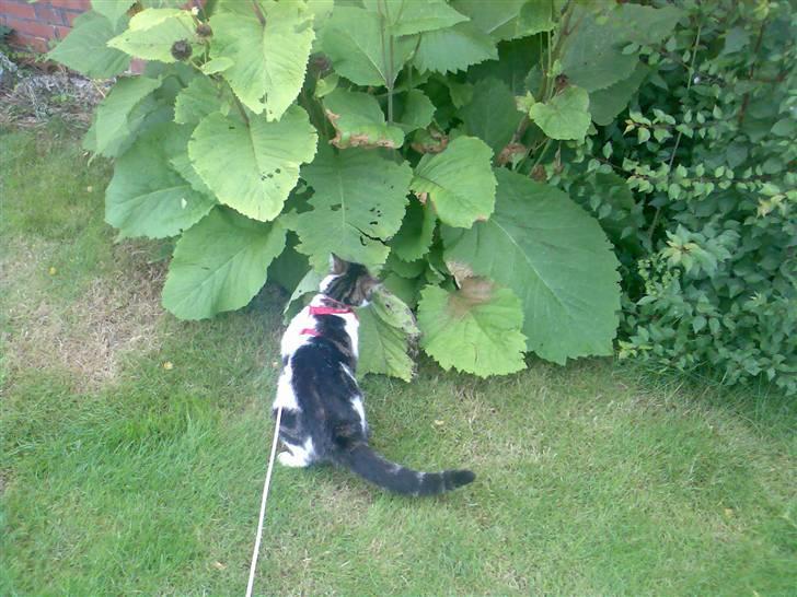 Huskat Freja billede 7