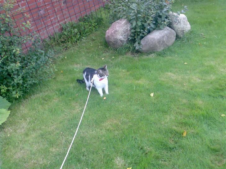 Huskat Freja billede 8