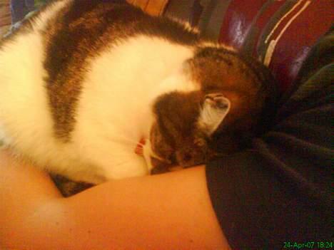 Huskat Freja billede 9