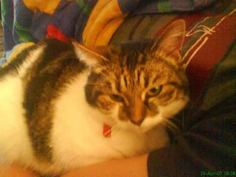 Huskat Freja billede 10