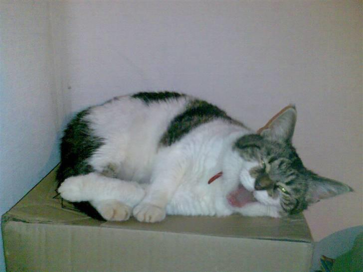 Huskat Freja - Uha jeg er træt... Du tog mig jo lige i at gabe.... billede 11