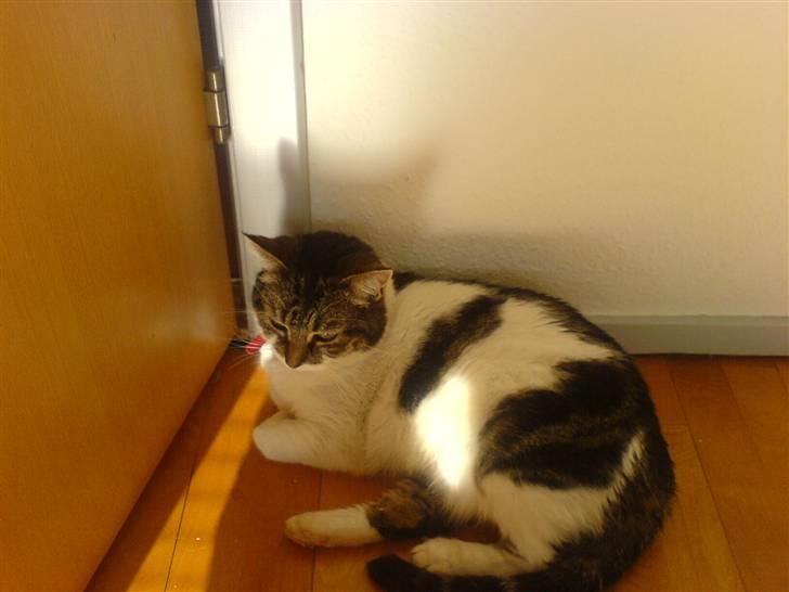 Huskat Freja billede 12