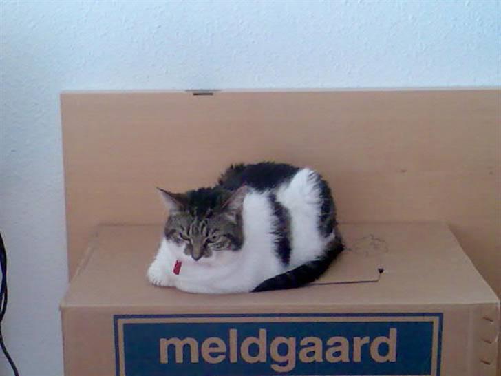 Huskat Freja billede 13