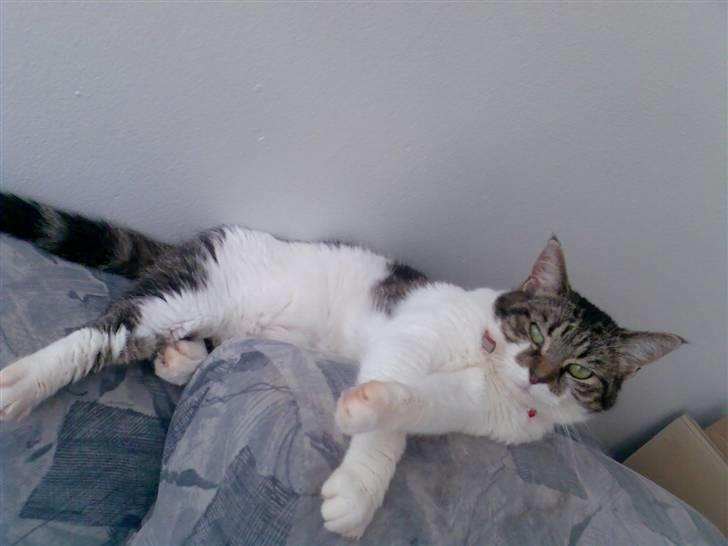 Huskat Freja billede 14