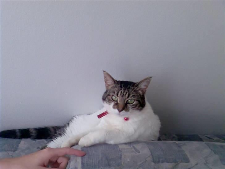 Huskat Freja billede 15