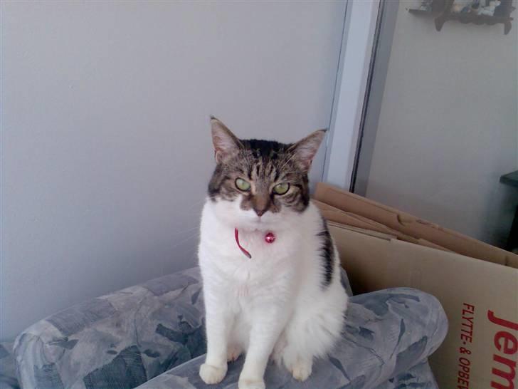 Huskat Freja billede 17