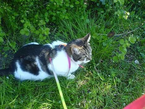 Huskat Freja billede 18